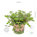 Mix of 3 Pet-Friendly Plants – Houseplant