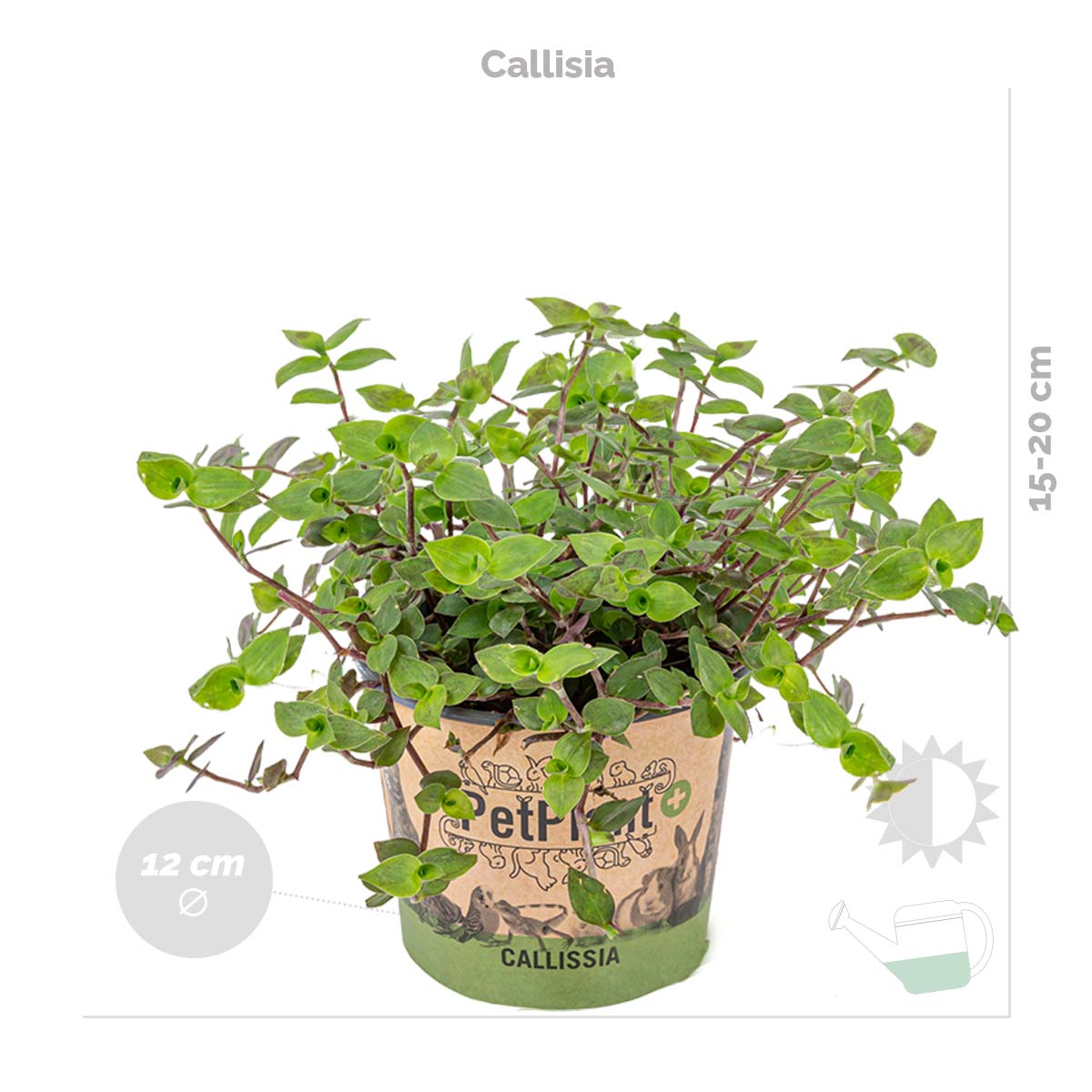 Mix of 3 Pet-Friendly Plants – Houseplant