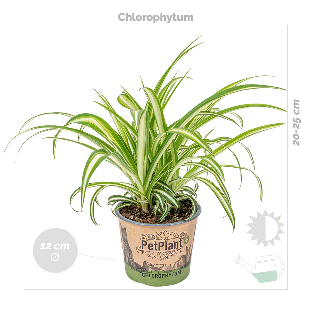 Mix of 3 Pet-Friendly Plants – Houseplant