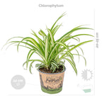 Mix of 3 Pet-Friendly Plants – Houseplant