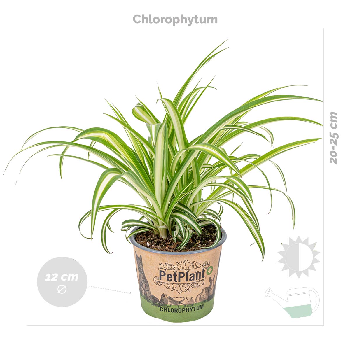 Mix of 3 Pet-Friendly Plants – Houseplant