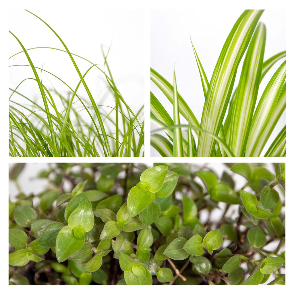 Mix of 3 Pet-Friendly Plants – Houseplant