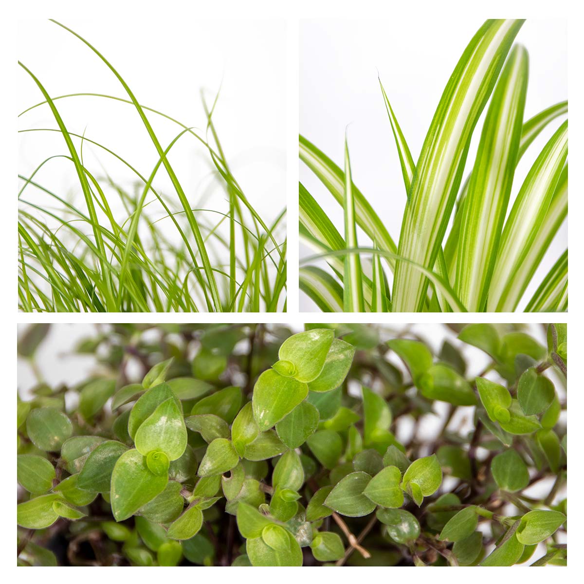 Mix of 3 Pet-Friendly Plants – Houseplant