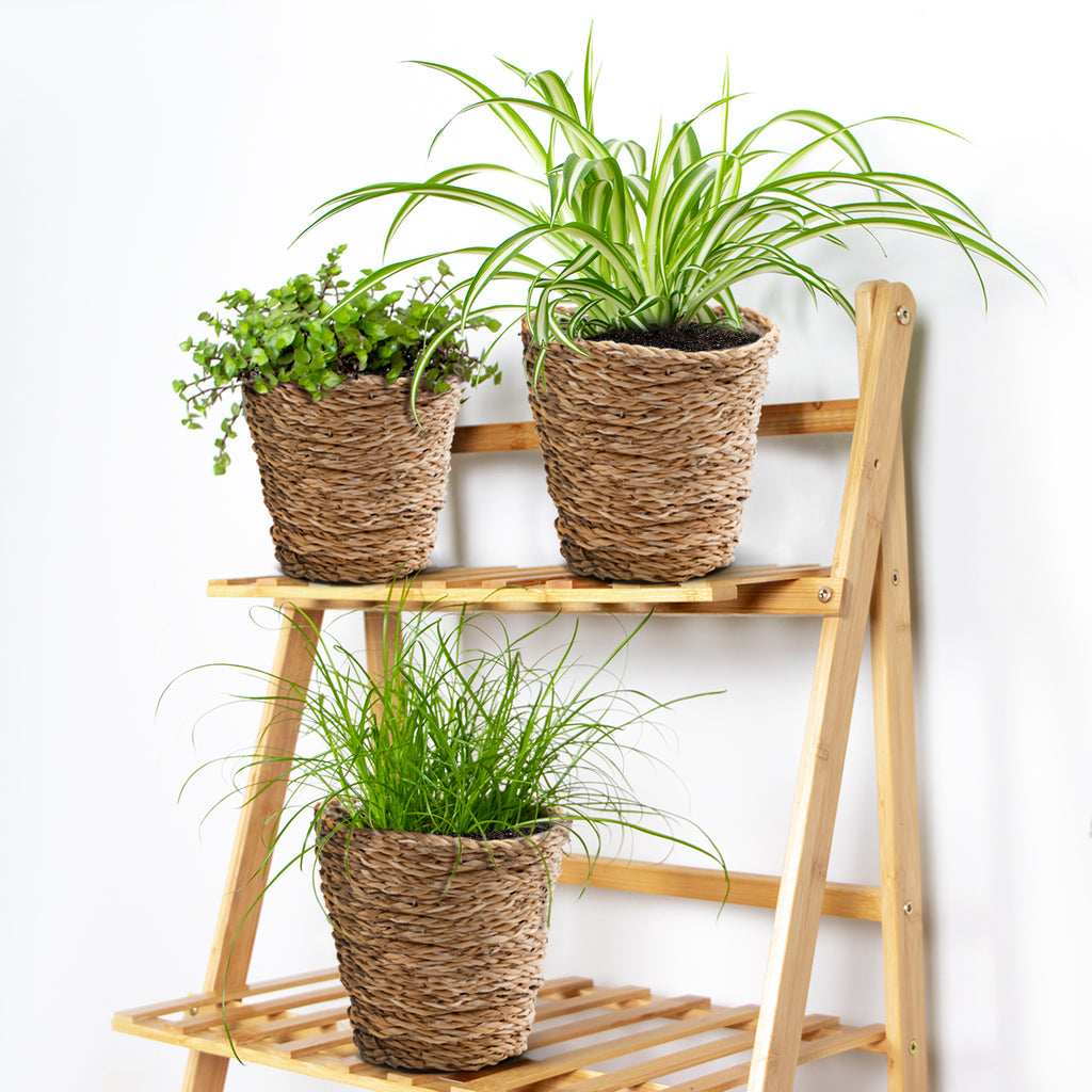 Mix of 3 Pet-Friendly Plants – Houseplant