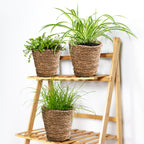 Mix of 3 Pet-Friendly Plants – Houseplant