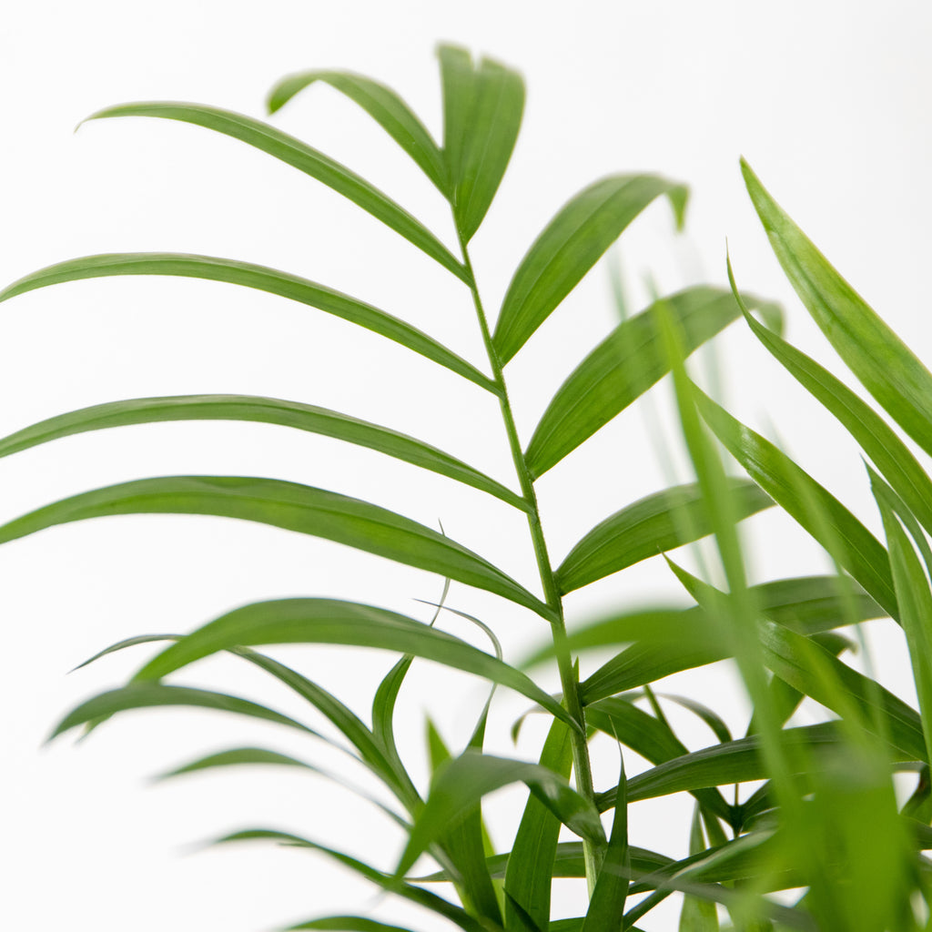 Mix of 3 Air-Purifying Plants – Indoor Plant