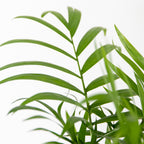 Mix of 3 Air-Purifying Plants – Indoor Plant