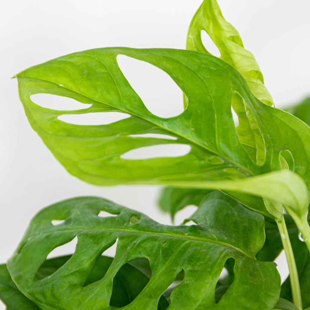 Mix of 3 Air-Purifying Plants – Indoor Plant