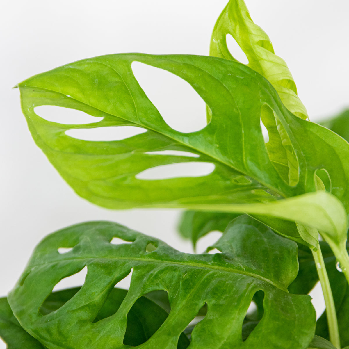 Mix of 3 Air-Purifying Plants – Indoor Plant