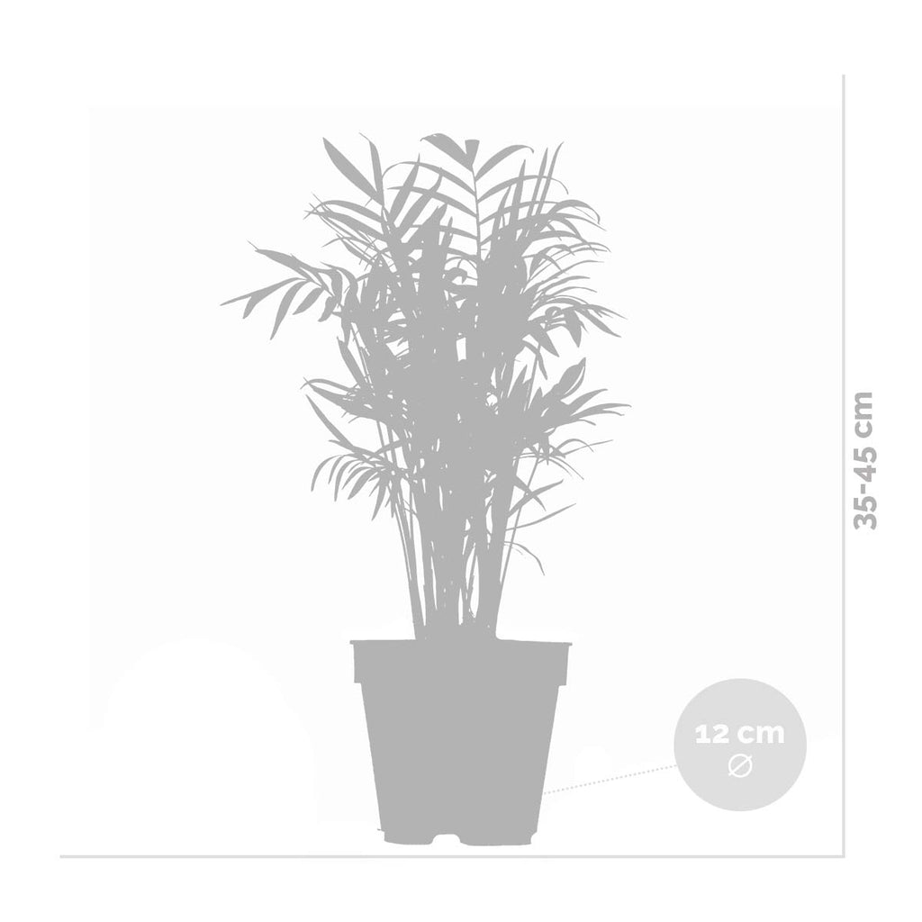 Mix of 3 Air-Purifying Plants – Indoor Plant
