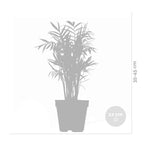 Mix of 3 Air-Purifying Plants – Indoor Plant