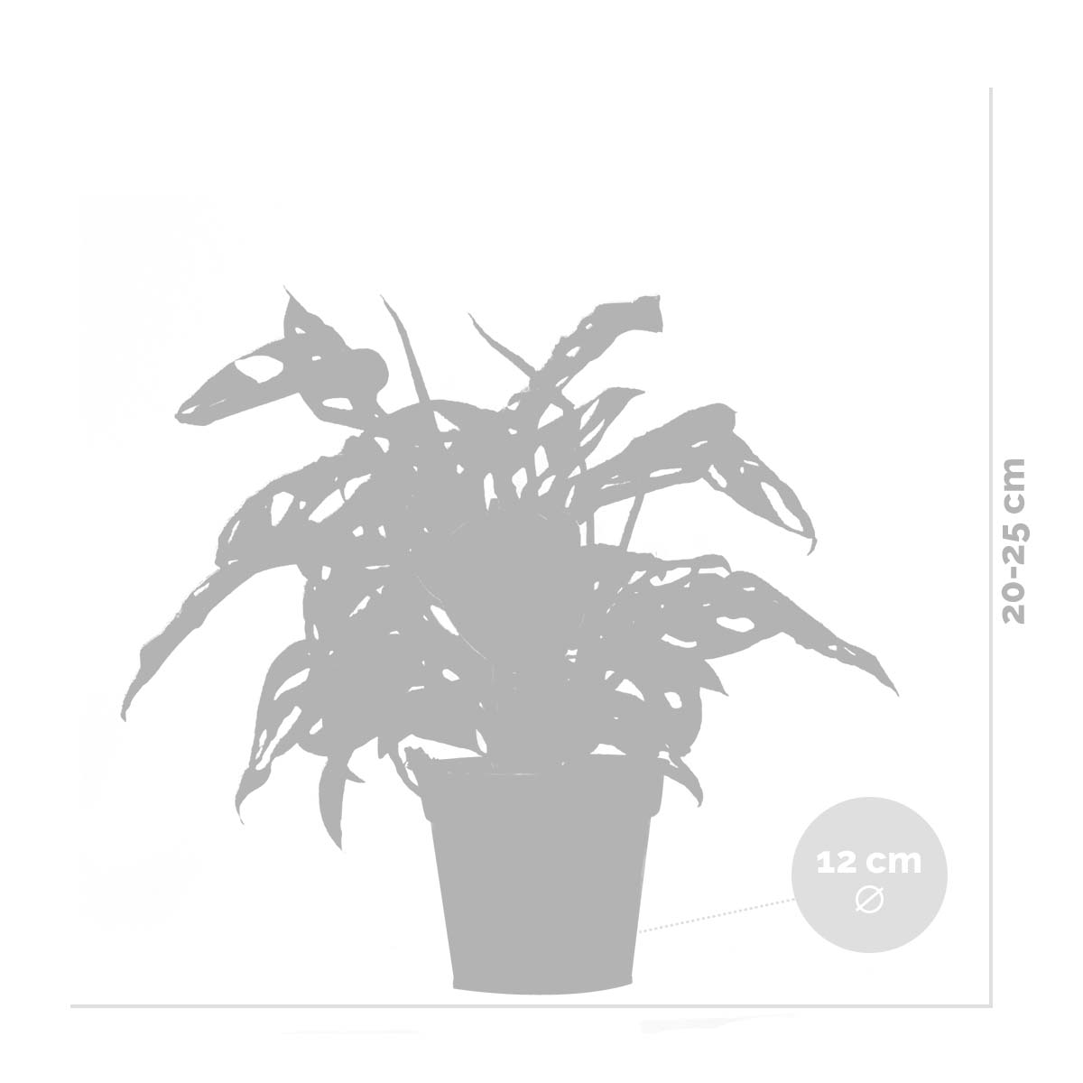 Mix of 3 Air-Purifying Plants – Indoor Plant