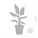 Mix of 3 Air-Purifying Plants – Indoor Plant