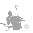 Scindapsus Marble Queen – Plante d'Intérieur