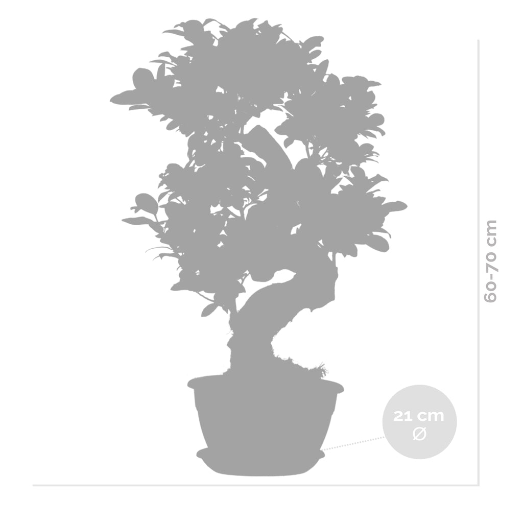 Ficus Ginseng Forma S – Planta de interior