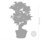 Ficus Ginseng Forma S – Planta de interior