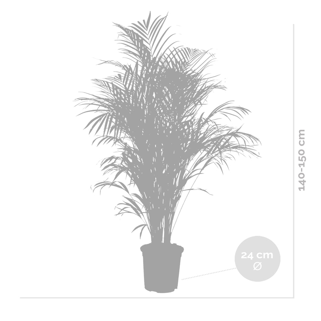 Palmera areca XL – Planta de interior