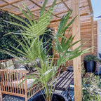 Chamaerops Humilis