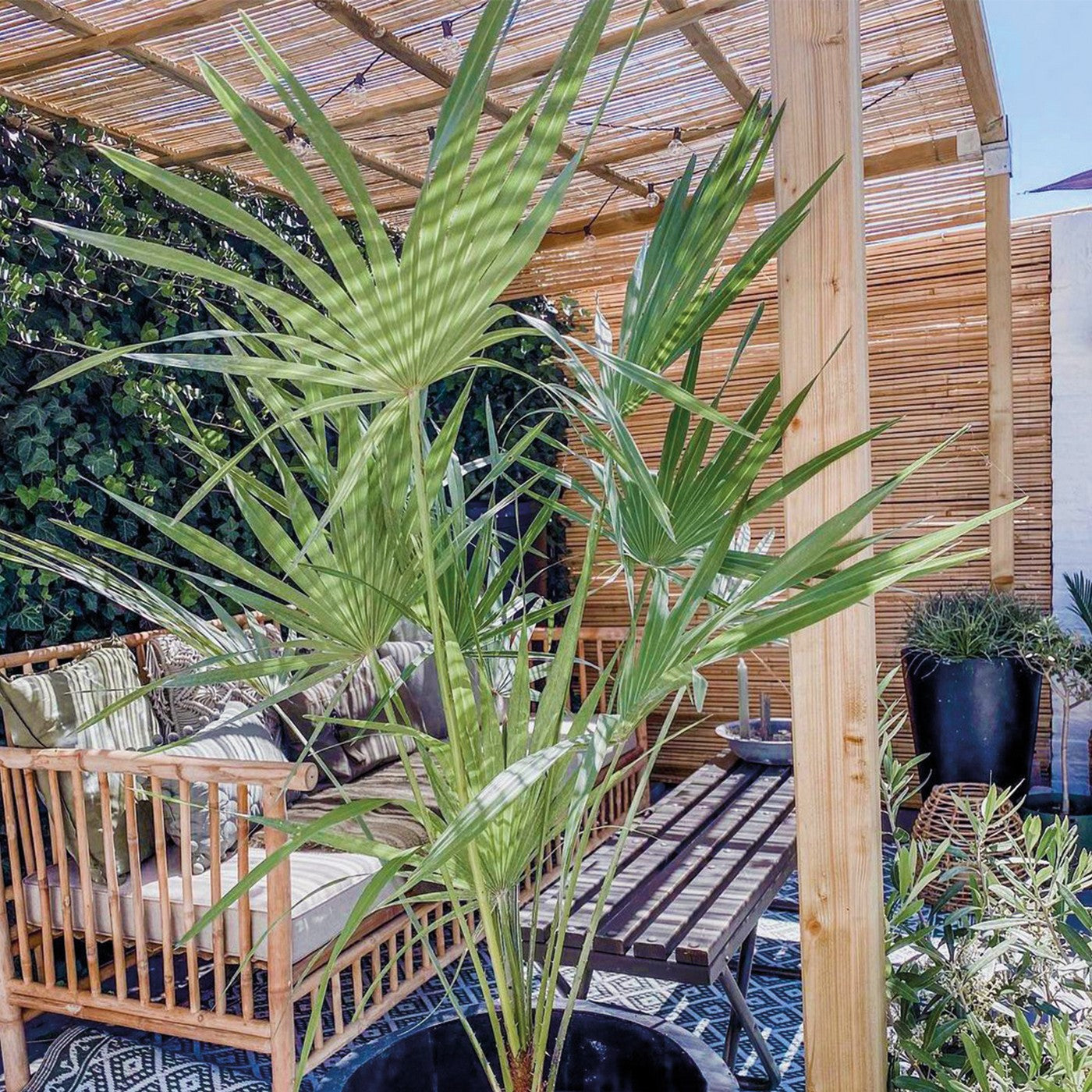 Chamaerops Humilis