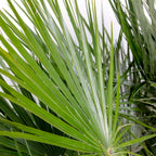 Chamaerops Humilis