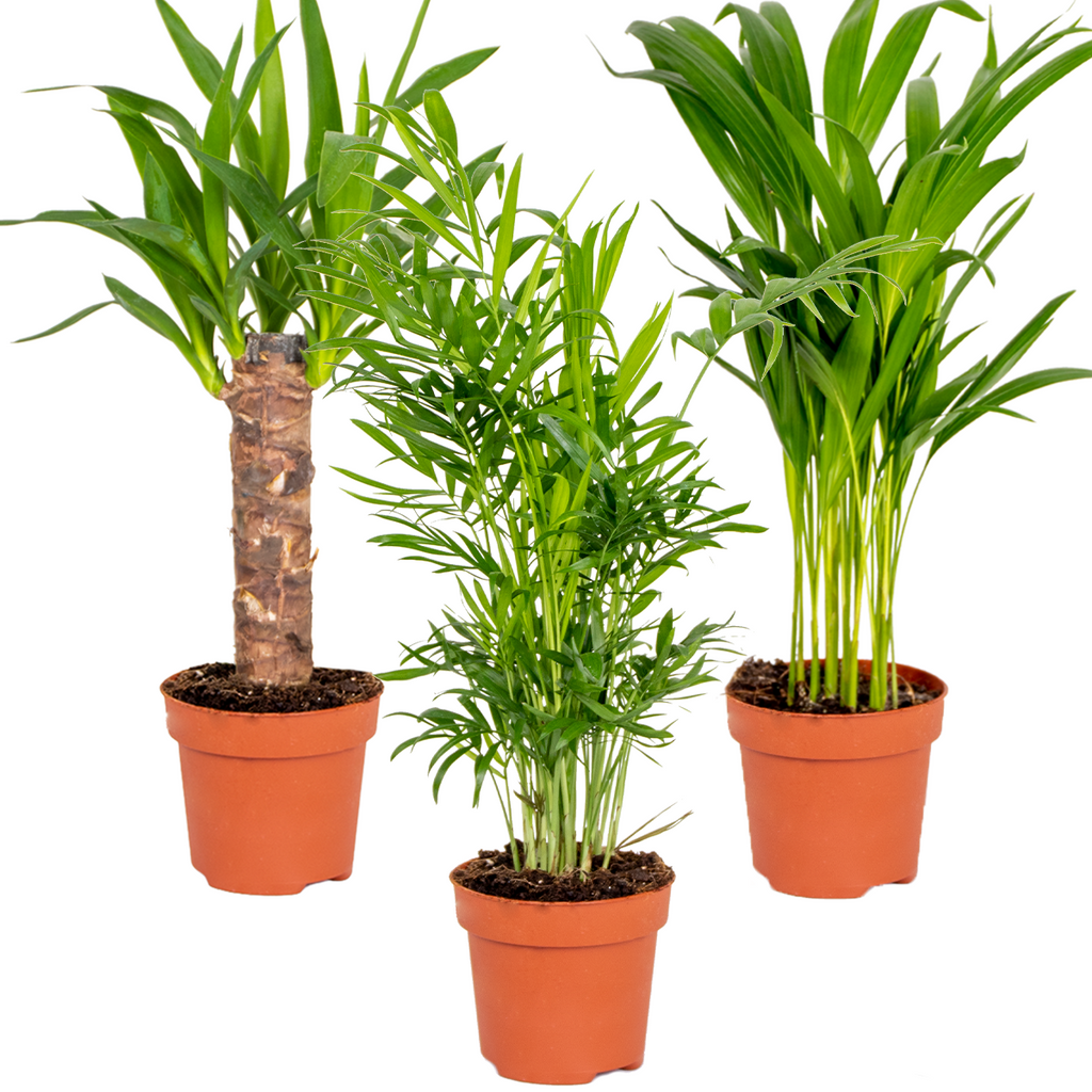 Mix of 3 Tropical Palms – Indoor Plant