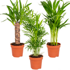 Mix of 3 Tropical Palms – Indoor Plant