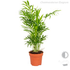 Mix of 3 Tropical Palms – Indoor Plant