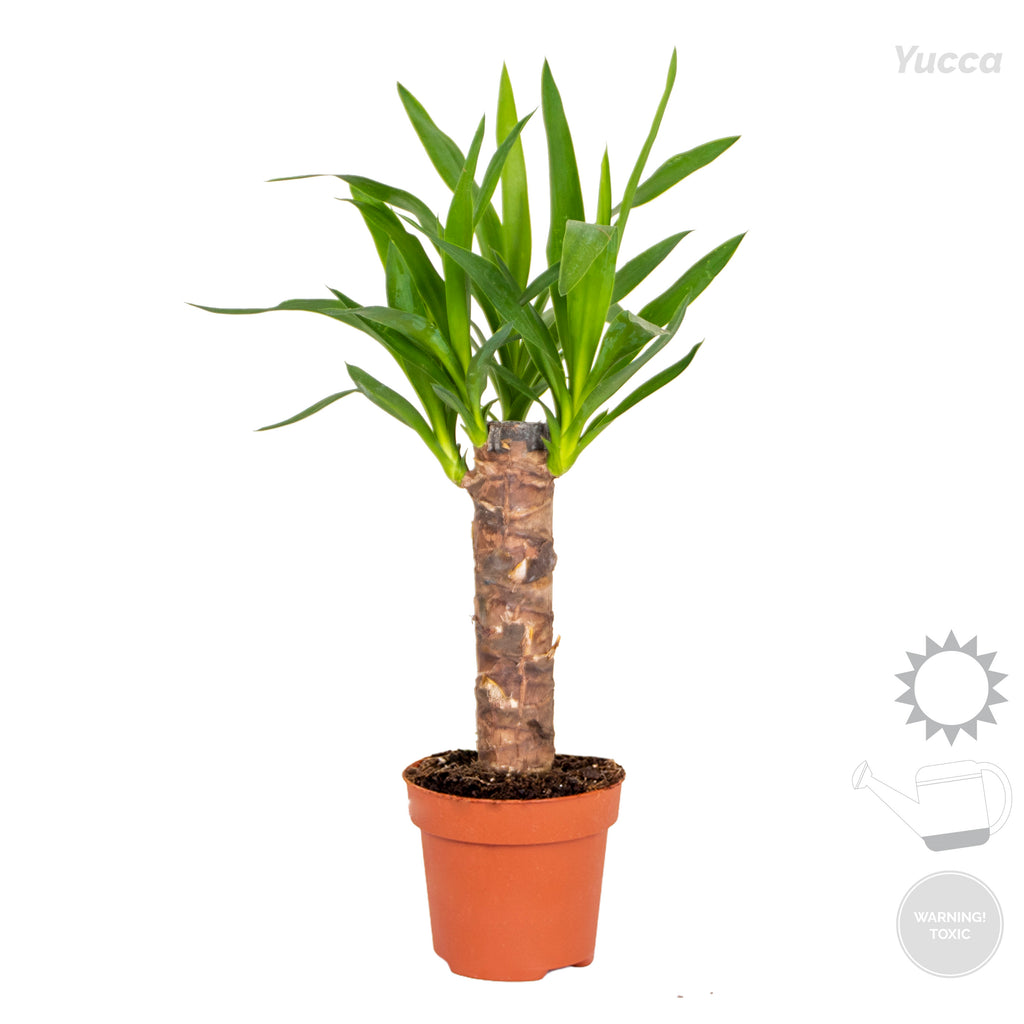 Mix of 3 Tropical Palms – Indoor Plant