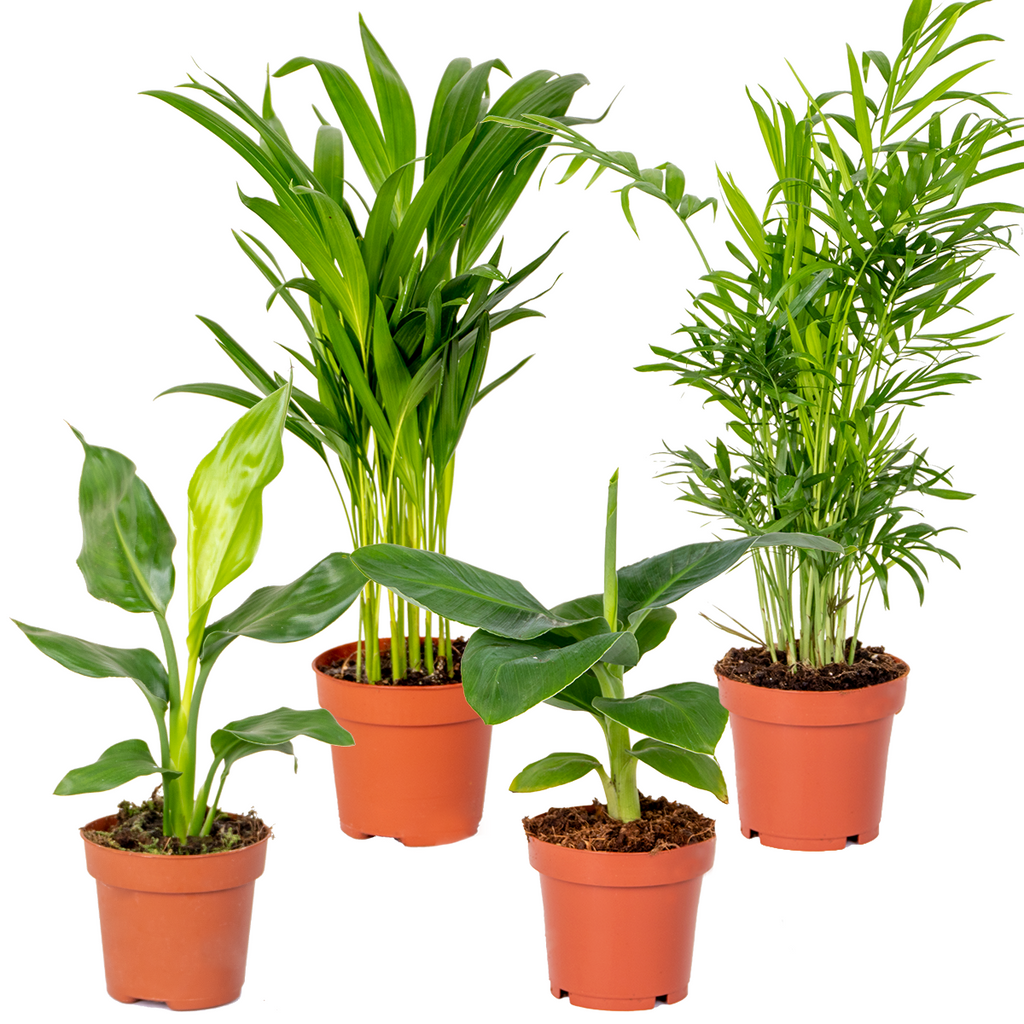 Mezcla de 4 plantas de tendencia – Planta de interior