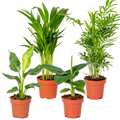 Mezcla de 4 plantas de tendencia – Planta de interior
