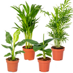 Mezcla de 4 plantas de tendencia – Planta de interior