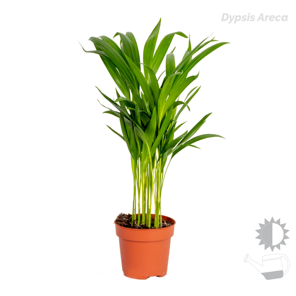 Mezcla de 4 plantas de tendencia – Planta de interior