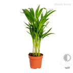 Mezcla de 4 plantas de tendencia – Planta de interior