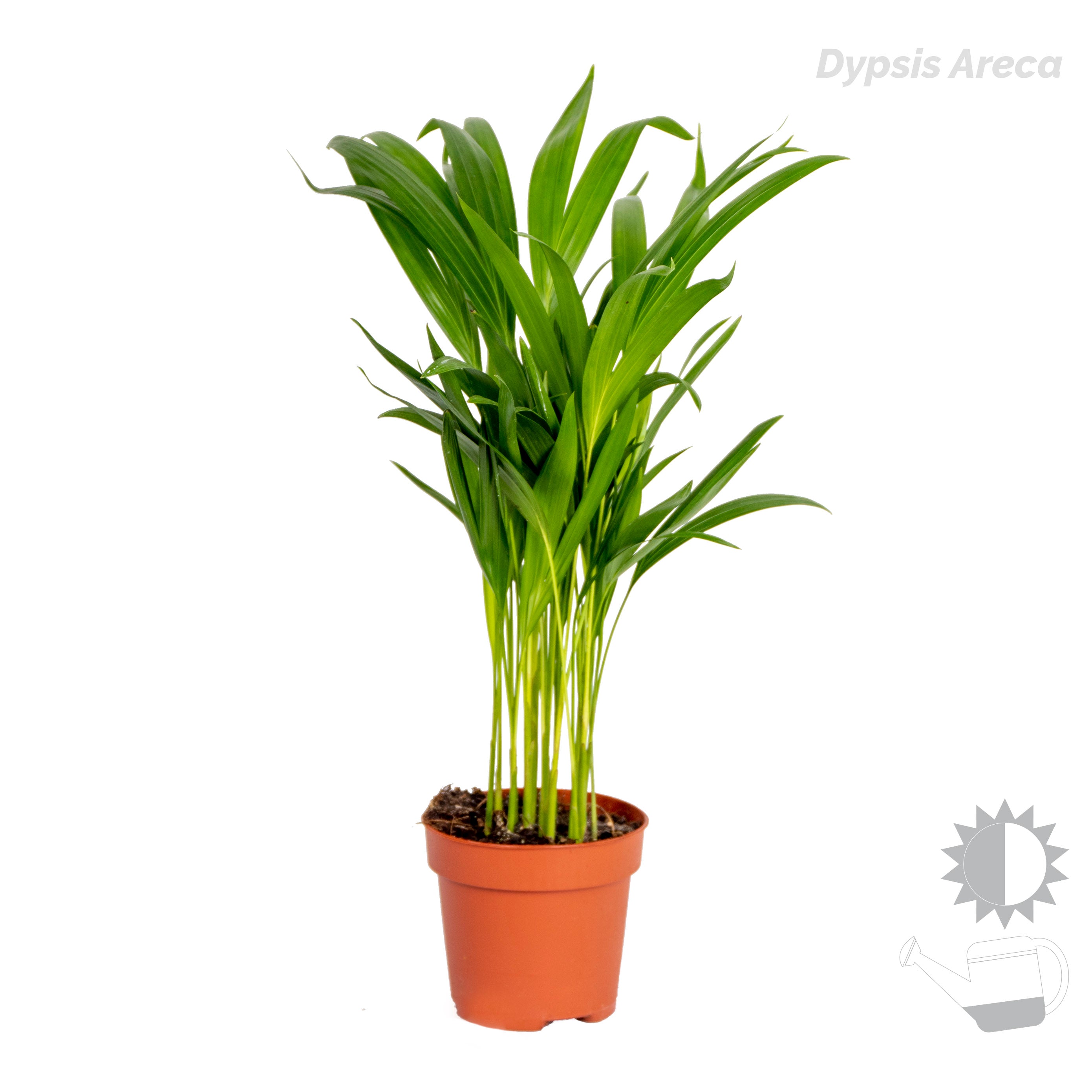 Mezcla de 4 plantas de tendencia – Planta de interior