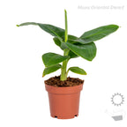Mezcla de 4 plantas de tendencia – Planta de interior