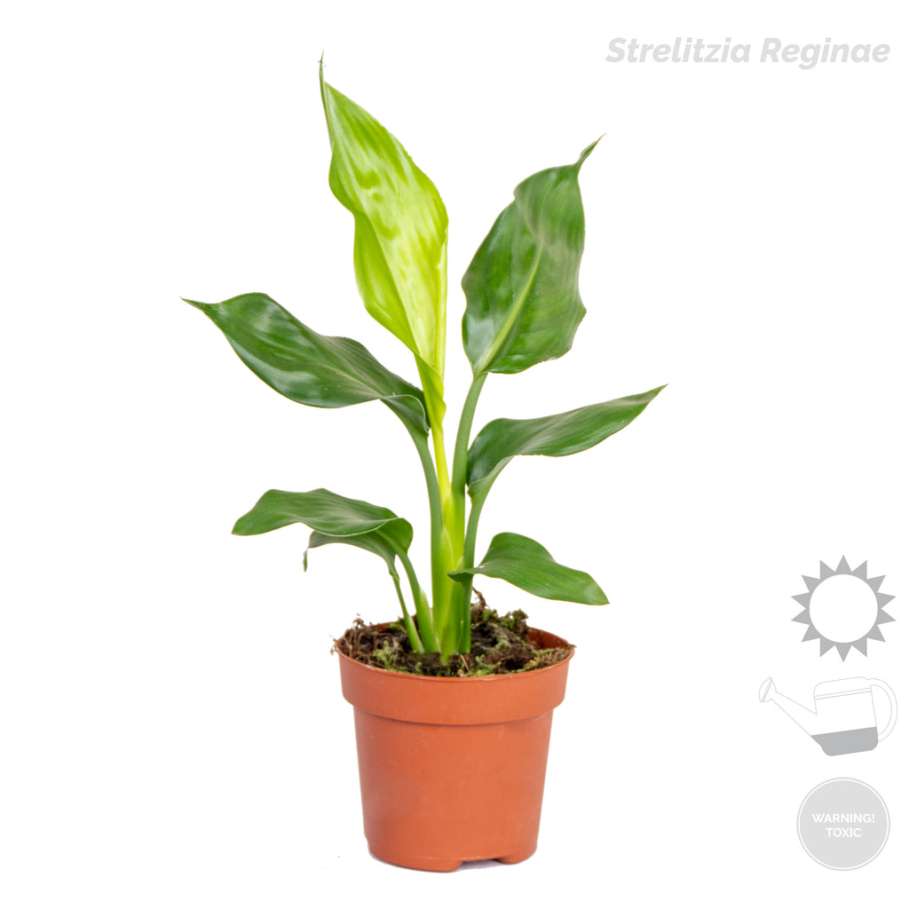 Mezcla de 4 plantas de tendencia – Planta de interior