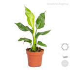 Mezcla de 4 plantas de tendencia – Planta de interior