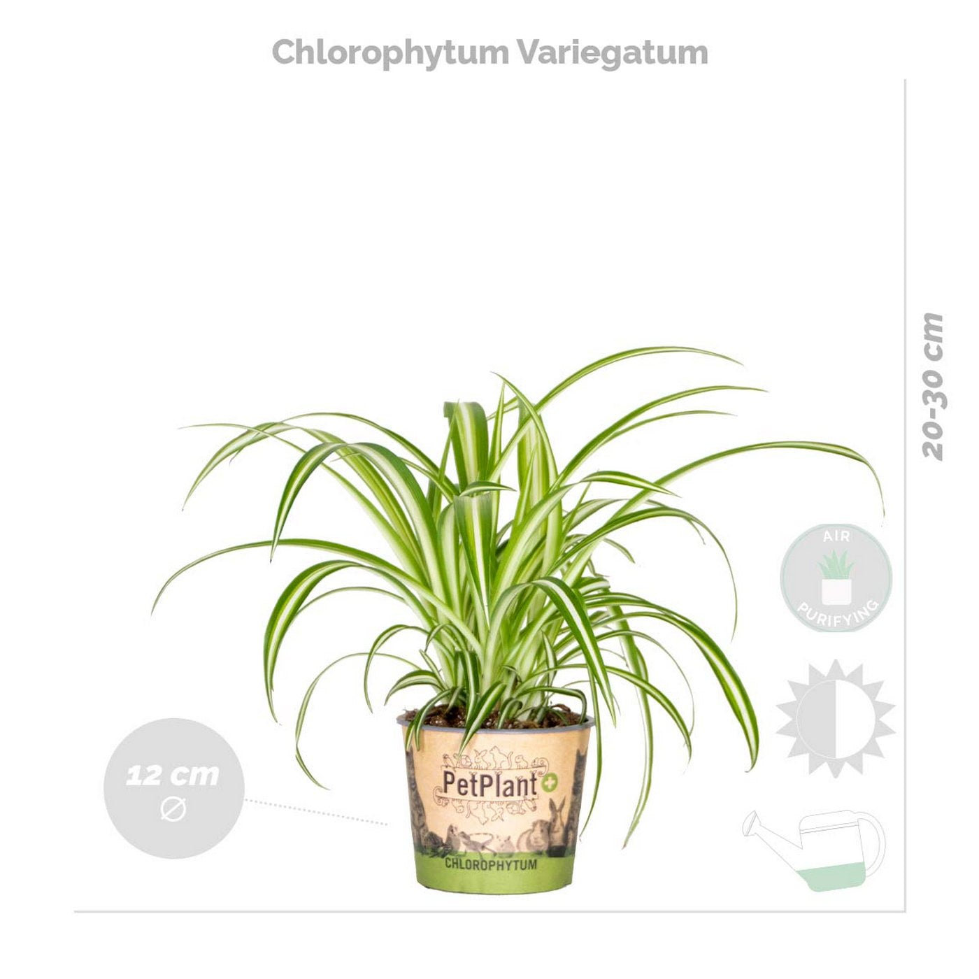 Mezcla de 4 plantas purificadoras de aire – Planta de interior