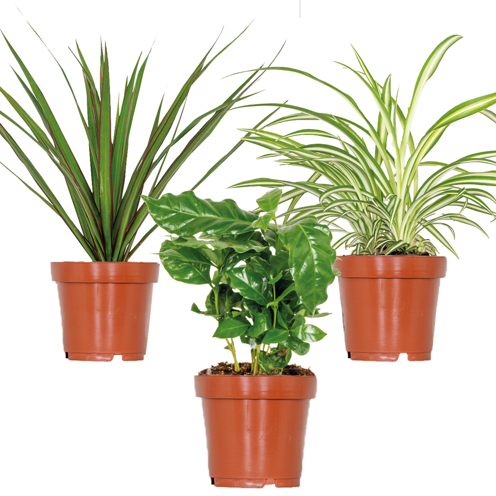 Mix of 3 Houseplants – Indoor Plant