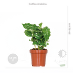 Mix of 3 Houseplants – Indoor Plant