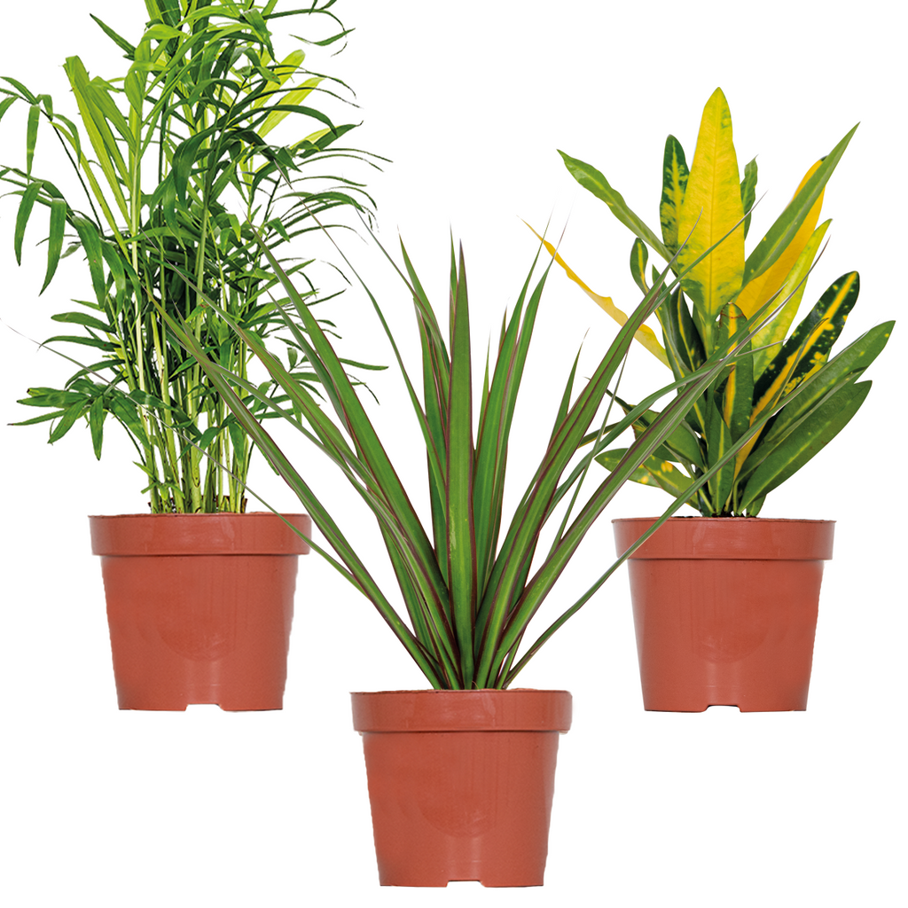 Mix of 3 Tropical Plants – Indoor Plant