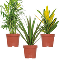 Mix of 3 Tropical Plants – Indoor Plant