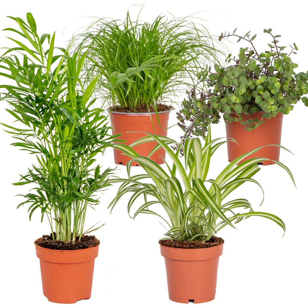 Mezcla de 4 plantas aptas para mascotas – Planta de interior