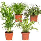 Mezcla de 4 plantas aptas para mascotas – Planta de interior