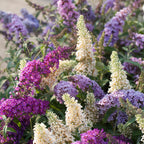 Mix of 3 Tricolour Butterfly Bushes – Outdoor Plant