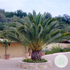 Palmera de Canarias – Planta de exterior