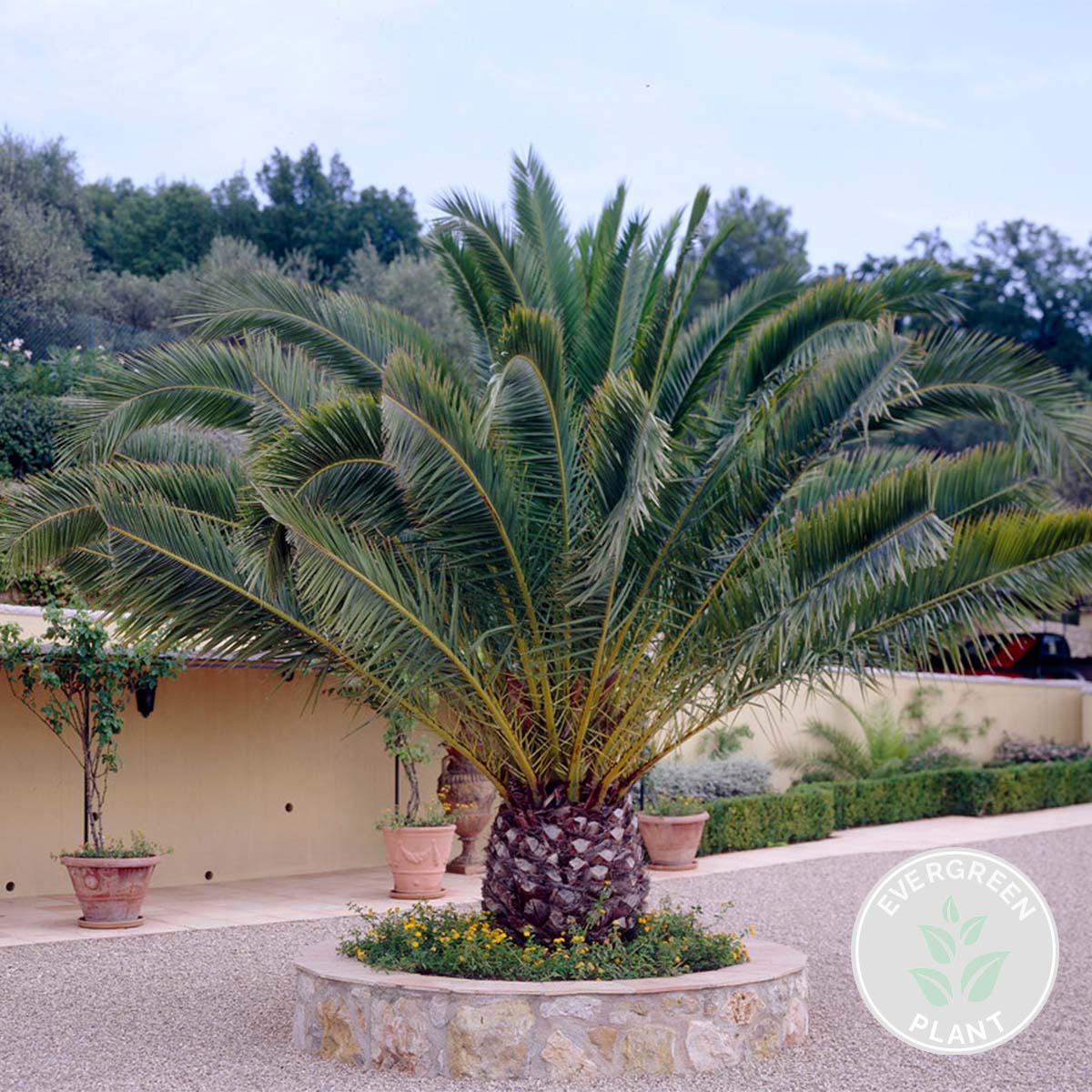 Palmera de Canarias – Planta de exterior