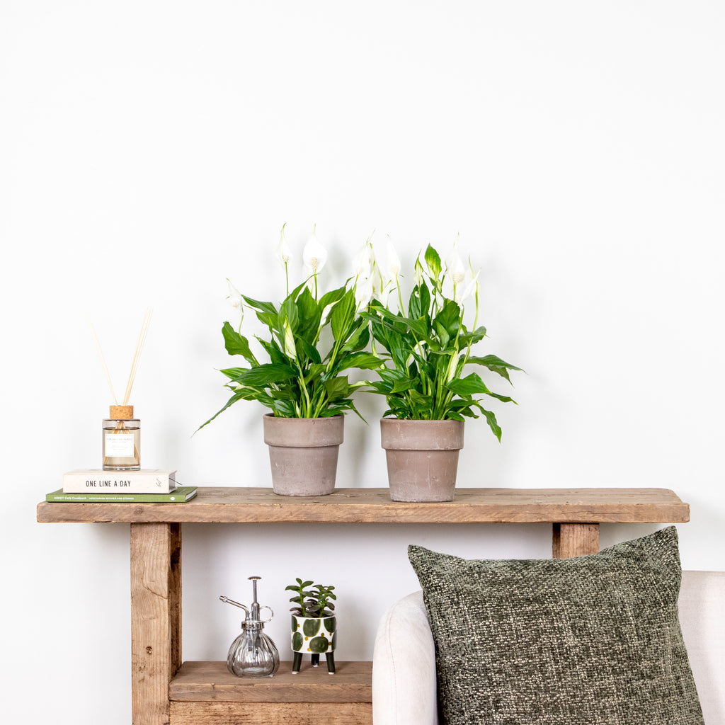Spathiphyllum Torelli – Indoor Plant
