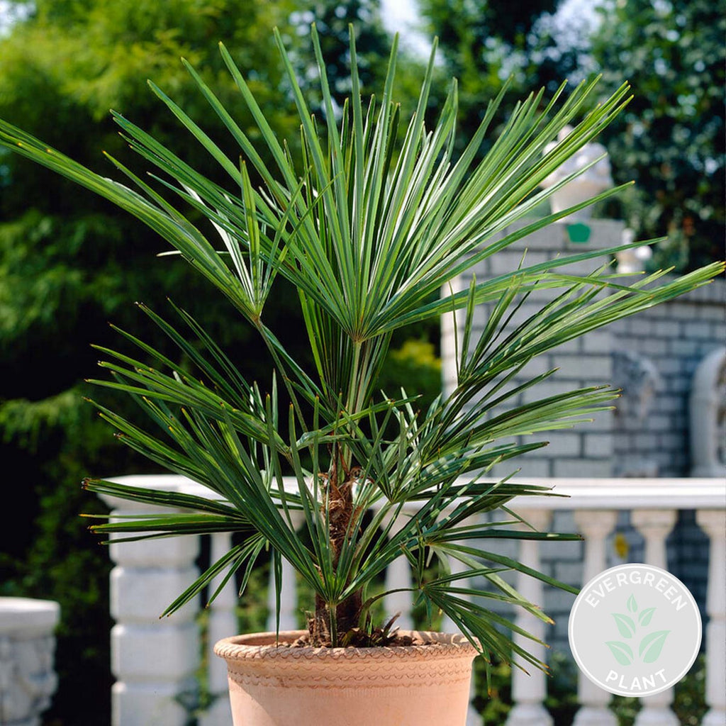 Palmier Washingtonia – Plante D'Extérieur
