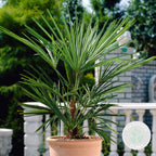 Palmier Washingtonia – Plante D'Extérieur